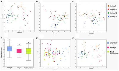 Task-Specific Recognition Signals Are Located on the Legs in a Social Insect